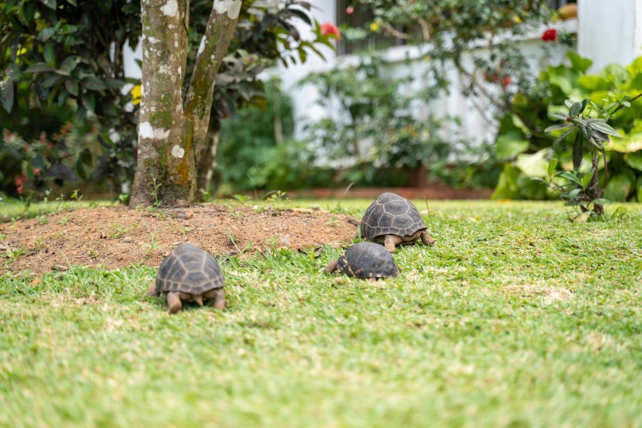 Ixora Villa Anse Royale Eksteriør billede