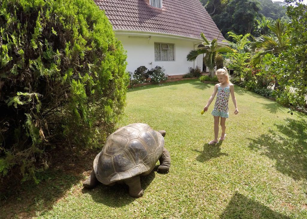 Ixora Villa Anse Royale Eksteriør billede